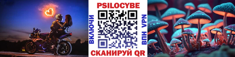 Купить  Сельцо  Псилоцибиновые грибы Cubensis 